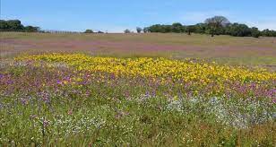 This place is popularly called as switzerland of india! A Valley Of Flowers Kaas Pathar Which Is Best Time To Visit Kaas Tripoto