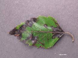 Leaf spot is a turf disease caused by fungi. Birch Marssonina Leaf Spot Cooperative Extension Insect Pests Ticks And Plant Diseases University Of Maine Cooperative Extension