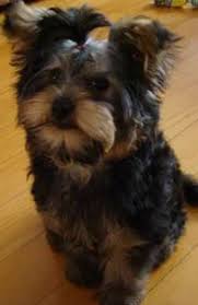 See all our available puppies for sale in michigan right here! Morkie Puppy For Sale In Michigan Near You Dogsculture