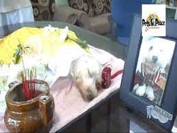 You can choose to fly them in with mas, they charge by the weight of your pet. Anne Loo Pets Cremation Bereavement Funeral Malaysia Pets In Peace Youtube