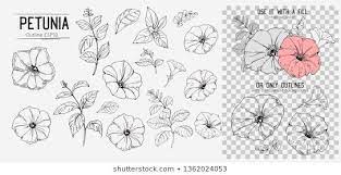 Petunia Images Stock Photos Vectors Shutterstock Petunias Flower Clipart How To Draw Hands