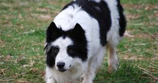 Skyview Border Collies Between Richmond And Charlottesville Border Collie Puppies Canine Companions Rough Collie