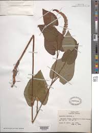 Image result for root-tail