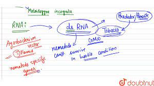 How Does Rna Interference Help In Developing Resistance In Tobacco Plant Against Nematode In Youtube