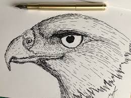 Explore john harrison, artist's photos on flickr. More Angry Pigeon First Sketch With My New Kaweco Brass Lilliput Extra Fine Nib Kaweco Black Cartridge Ink Fountainpens