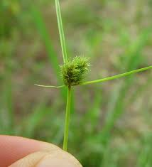 Image result for Cyperus squarrosus