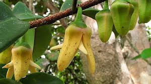 Image result for Xylopia lukei