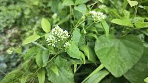 Image result for Mikania cordata