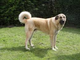 Puppies for sale from dog breeders near ohio. Kangal Dog Puppies For Sale Kangal Dog Dog Breeders