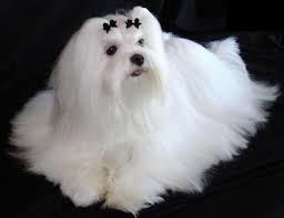 Maltese Puppies Maltese Breeders Puppies For Sale Dogs Maltese Dogs Maltese Puppy Maltese