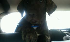 Why buy a presa canario puppy for sale if you can adopt and save a life? Impresa Kennels