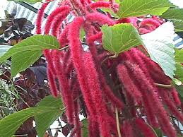 Resultado de imagen para acalypha euphorbiaceae