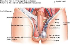 Normally, the abdomen and groin are kept separate by a wall of muscle and tissue. 21 Bomedical Ideas Anatomy And Physiology Human Anatomy And Physiology Physiology