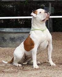 We are located in nw georgia about 1 hour north west of atlanta. American Bulldog Champion Bybees Bb American Bulldog Puppies Bulldog Breeds American Bulldog