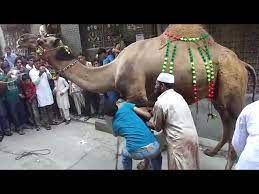 You have to choose on the basis of age and weight of the alive camel. Camel Qurbani In Gujranwala Expert Qsai Youtube