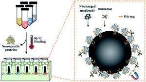 Dapače, veliko je priznanje i čast. Rapid And Multiplex Preparation Of Engineered Mycobacterium Smegmatis Porin A Mspa Nanopores For Single Molecule Sensing And Sequencing Chemical Science Rsc Publishing