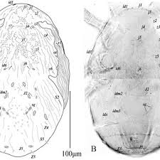 Image result for Dolichos junodii