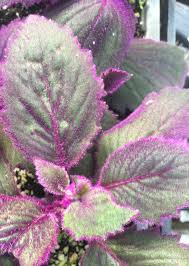 Image result for Gynura