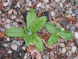 Image result for Berkheya