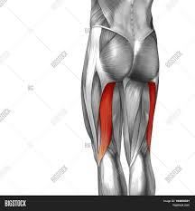 The posterior talofibular ligament is attached to the posterolateral tubercle, which is larger and more prominent than the posteromedial tubercle. Concept Conceptual 3d Image Photo Free Trial Bigstock