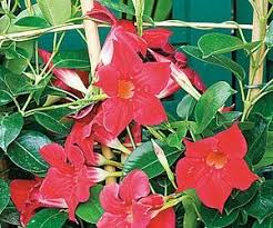 Hibiscus Bougainvillee Mandevilla 3 Plantes Pour Verandas Fraiches Plante Hibiscus Bougainvillee