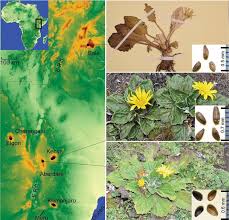 Image result for Haplocarpha