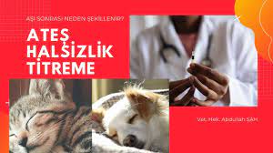 abdullah sah adli kullanicinin kopek panosundaki pin kopek kedi cats
