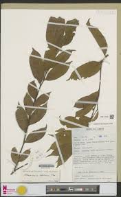 Image result for Chaetocarpus africanus