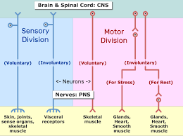 An Image Showing The Two Divisions Of The Nervous System Sensory And Motor And The Subdivisions Voluntary A Peripheral Nervous System Nervous System Nervous