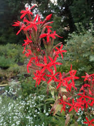 Image result for Silene abyssinica