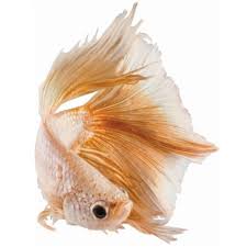 1000 x 749 jpeg 99 кб. Male Rose Gold Bettas For Sale Order Online Petco