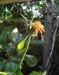 Image result for Leonotis decadonta