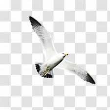 Ken kenny tennyson is the son of ben tennyson and kai green from an alternate timeline.note 1 on his tenth birthday, he received an omnitrix from his father. Flying Seagull Png Images Transparent Flying Seagull Images