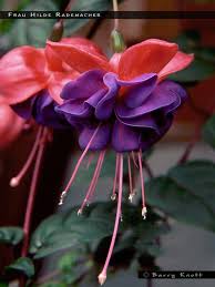 See actions taken by the people who manage and post content. Frau Hilde Rademacher Fuchsiafinder