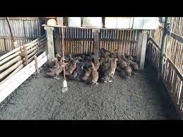 Ukuran kandang bebek 200 ekor. Usaha Ternak Bebek Petelur Alabio 200 Ekor Sistem Kering Youtube