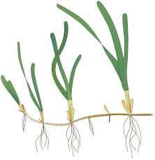 Image result for Zosteraceae