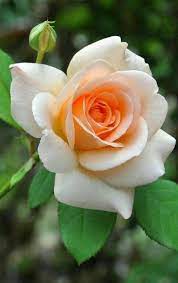 Medsos adalah merupakan aplikasi percakapan yang saat ini lagi ngetop di seluruh pelosok negeri terdapat juga di negara kita. 900 Ide Bunga Mawar Di 2021 Mawar Bunga Hybrid Tea Rose