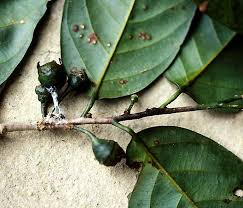 Image result for Strombosiopsis