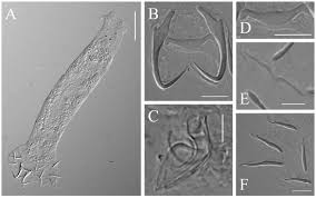 Image result for Dissotis gilgiana