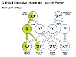 An abnormal gene on the x chromosome from each parent would be required, since a female has two x two genes control one trait example. Inheritance Immune Deficiency Foundation