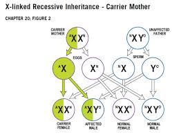 So the only traits that are around 5% of the y chromosome matches pretty well with the x and can recombine there. Inheritance Immune Deficiency Foundation