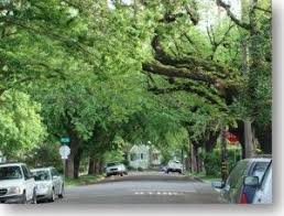 Sacramento Ca Neighborhoods Sacramento Real Estate Sacramento City Urban Tree Sacramento
