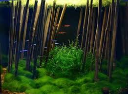 An Idea For Upcoming Scape Aquascape Aquarium Betta Fish Tank