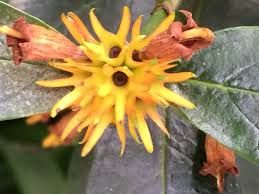 Image result for Burchellia