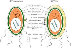 Host Pathogen Interaction In Invasive Salmonellosis