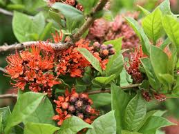 Image result for Combretum holstii