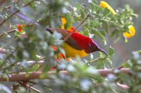 Below you'll discover the complete list of animal names our researchers have written about so far. Https Www Tourgenie Com Travel Diaries Travel Blogs Home Of The Wild National Parks In Sikkim
