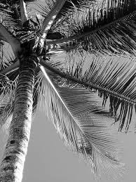 Black And White Beach Wall Mural Palm Tree In Black White Black And White Beach Black And White Picture Wall Black And White Photo Wall