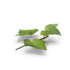 With these png images, you can directly use them in your design project without cutout. Ivy Leaf Png Images Psds For Download Pixelsquid S107110496