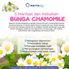 Maybe you would like to learn more about one of these? Mayya Baby Hq 5 Manfaat Dan Kebaikan Bunga Chamomile Facebook